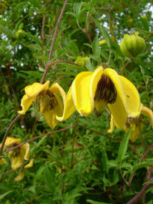 Aztek Yellow Clematis Seeds known for planting, Seeds