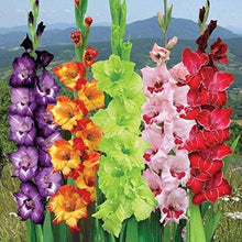 Light pink gladiolus flower seeds