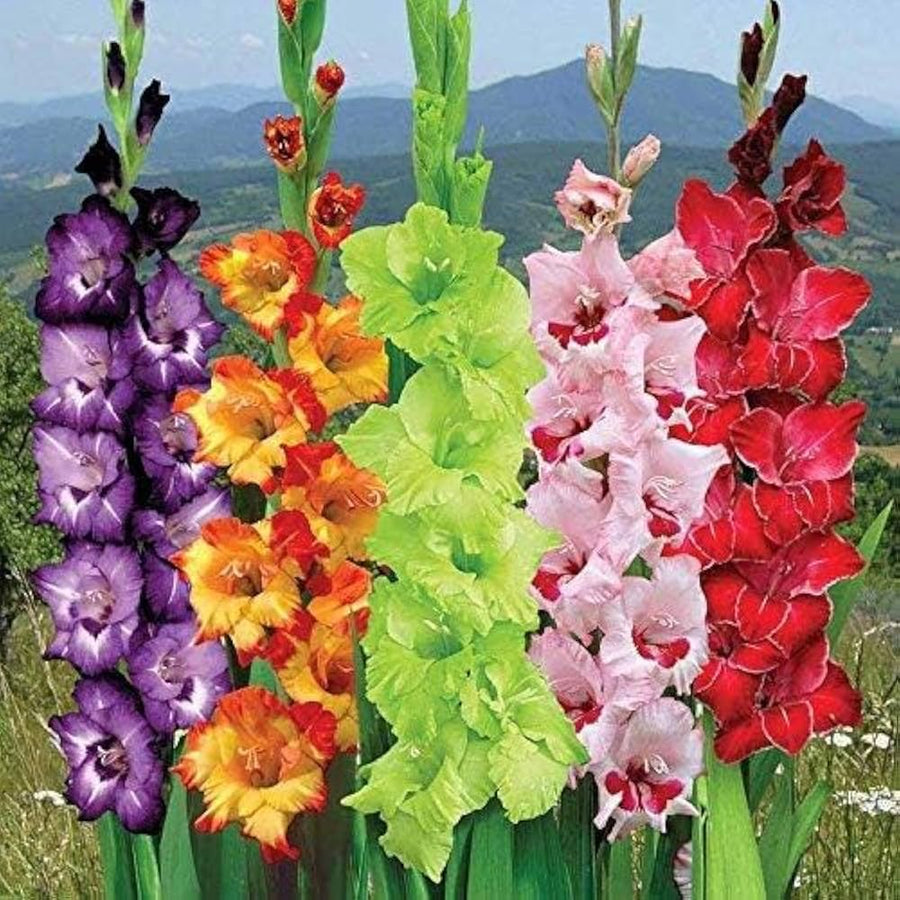 Light pink gladiolus flower seeds