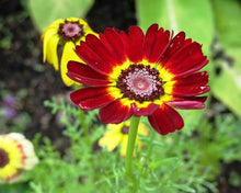 Chrysanthemum Chrysanthemum Morifolium Mixed Seeds valued for fall Seasonal Color