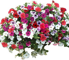 Pelleted Petunia Celebrity Strawberry Ice Seeds for growers wanting a homegrown harvest