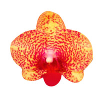 Crimson Phalaenopsis Orchid Seeds for growers seeking a long-blooming display