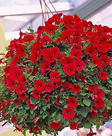 Heirloom Red Garden Petunia Hybrida Seeds