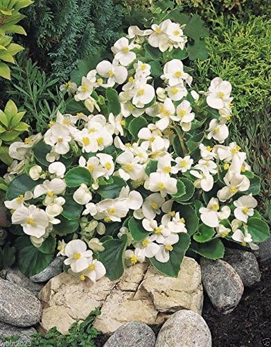 White begonia seeds (Begonia semperflorens) for flower beds