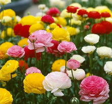 Portulaca Moss-Rose Seeds valued for easy Growing Outdoor Flowers