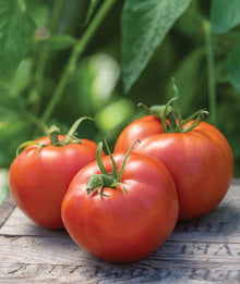 Big Boy Tomato Seeds (Solanum lycopersicum) known for backyard gardening and high fruit yield