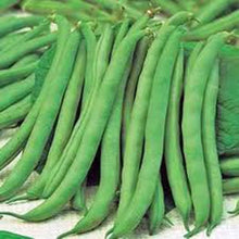 Top Crop Bean Seeds for productive rows in the Vegetable Gardens