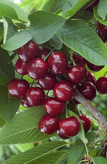 Giallo Cherry Seeds for growers planting the Indoor Garden