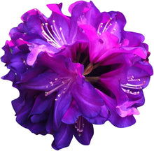 Rhododendron Azalea Seeds for reliable seasonal color