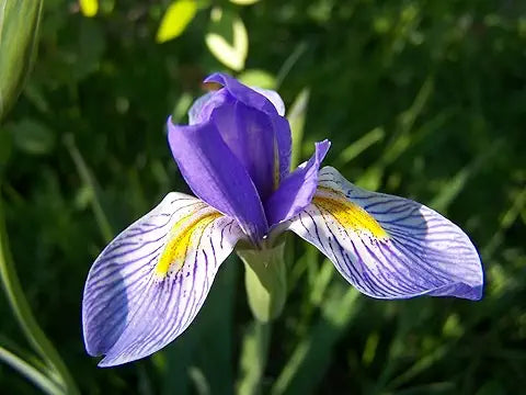 Iris Flower Rare Easy Grow Plant - for planting in home garden