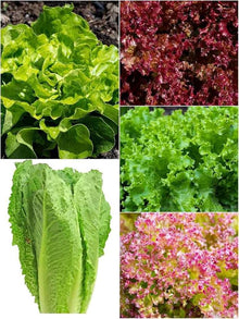 Claytonia Salad Greens Seeds for garden planting