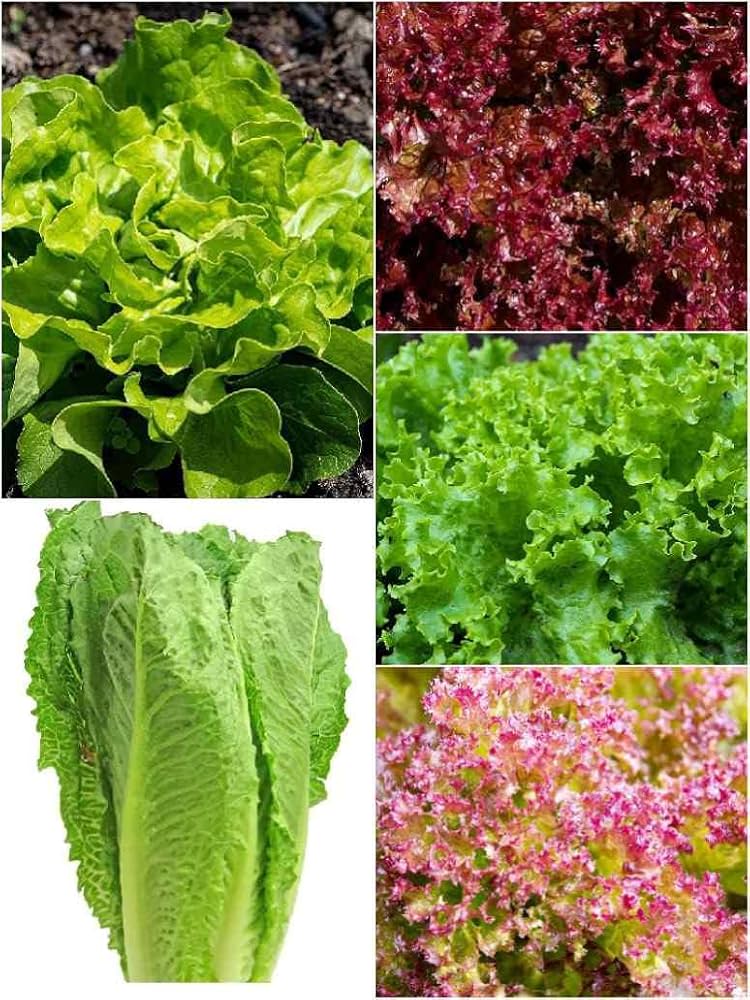 Claytonia Salad Greens Seeds for garden planting