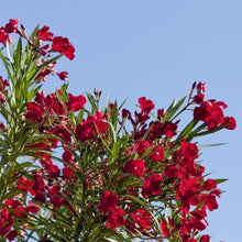 Oleander Seeds (Nerium oleander) for growers filling out the Flower Bed & Garden