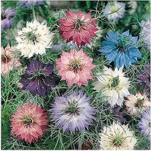 Nigella Love Blue in A Mist seeds sprouting into soft, feathery foliage with delicate sky-blue flowers and balloon-like seed pods