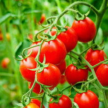 Tomato Seeds (Solanum lycopersicum) for a fresh homegrown crop from the Koralik Cherry Variety in Home Garden