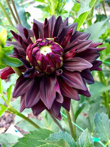 Blue Dahlia ��������� Dahlia spp. ��������� for planting in DIY flower gardens