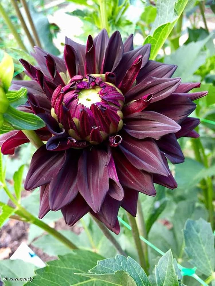 Blue Dahlia ��������� Dahlia spp. ��������� for planting in DIY flower gardens