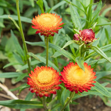 Plant Seeds (Helichrysum bracteatum) valued for long-Lasting, Colorful Blooms
