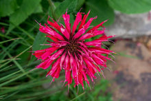 Bergamot & Wild Horse Mint Seeds (Monarda fistulosa) for cooks growing their own fresh herbs