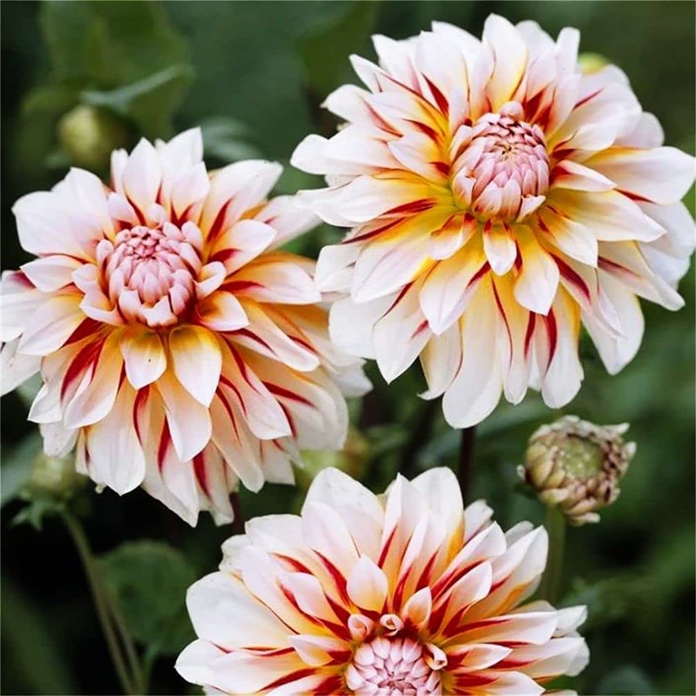 Rainbow Dahlia Dahlia Pinnata flower seeds for planting in home garden and seasonal flower beds - for planting in home garden