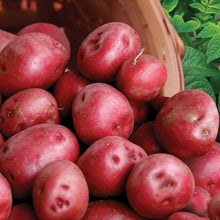 Potato Seeds (Solanum tuberosum) for productive rows in the Vegetable Patch
