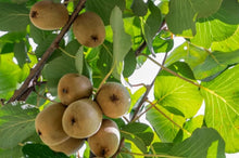 Kiwi Seeds (Actinidia deliciosa) for sweet homegrown fruit in the Urban Garden