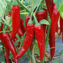 Riot Chile Pepper Seeds (Capsicum annuum) valued by growers for spicy vegetable gardening and hot pepper cultivation
