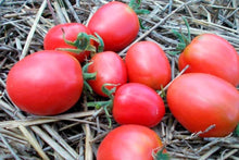 Grappoli D'Inverno Kirschtomate Seeds valued by growers for winter Tomato Gardening