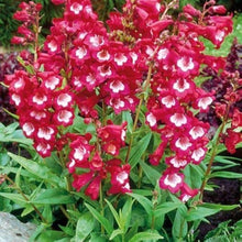Penstemon Seeds (Penstemon digitalis) for growers filling out the Flower Bed