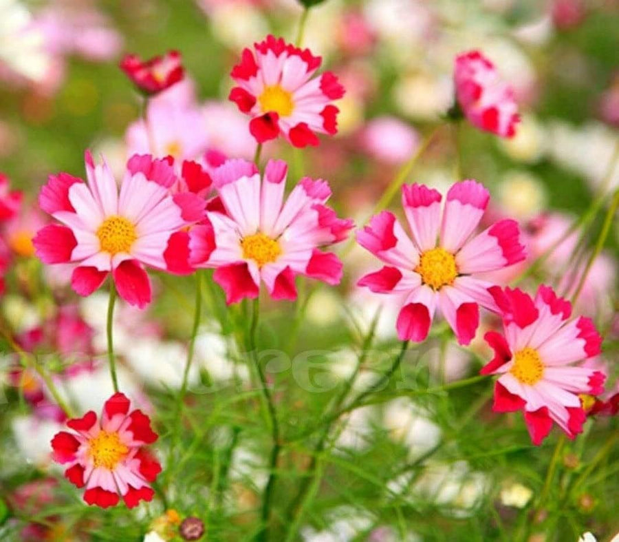 Cosmos Cosmos Bipinnatus Sea Shells Flower Seeds for Planting – Unique Petal Shape for Garden Borders and Cut Flowers