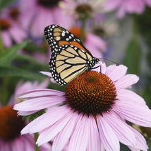 Echinacea Secret Affair Chrysanthemum Seeds (Echinacea purpurea) for a lasting display in the Flower Bed