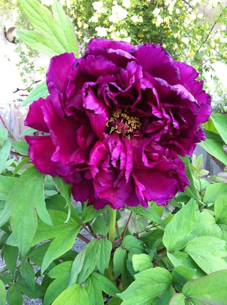 Peony (Paeonia spp.) for growing beautiful home garden blooms