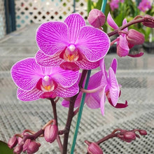 Orchid Seeds for colorful blooms in the indoor garden hanging pot