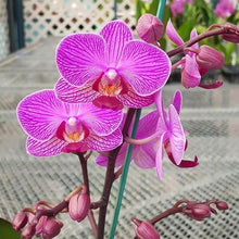 Hydroponic Phalaenopsis Orchid Plant - for planting in home garden