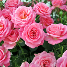 Rose Queen Elizabeth Seeds (Rosa spp.) for seasonal color across the Flower Bed