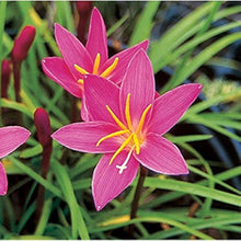 Pink Zephyranthes Candida Bulbs for a colorful addition to any planting