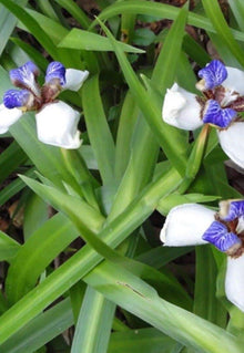 Iris Iris Germanica Bonsai Seeds known for indoor Decorative Gardening