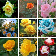 Mixed Rose Seeds (Rosa spp.) for a lasting display in the Flower Bed & Garden