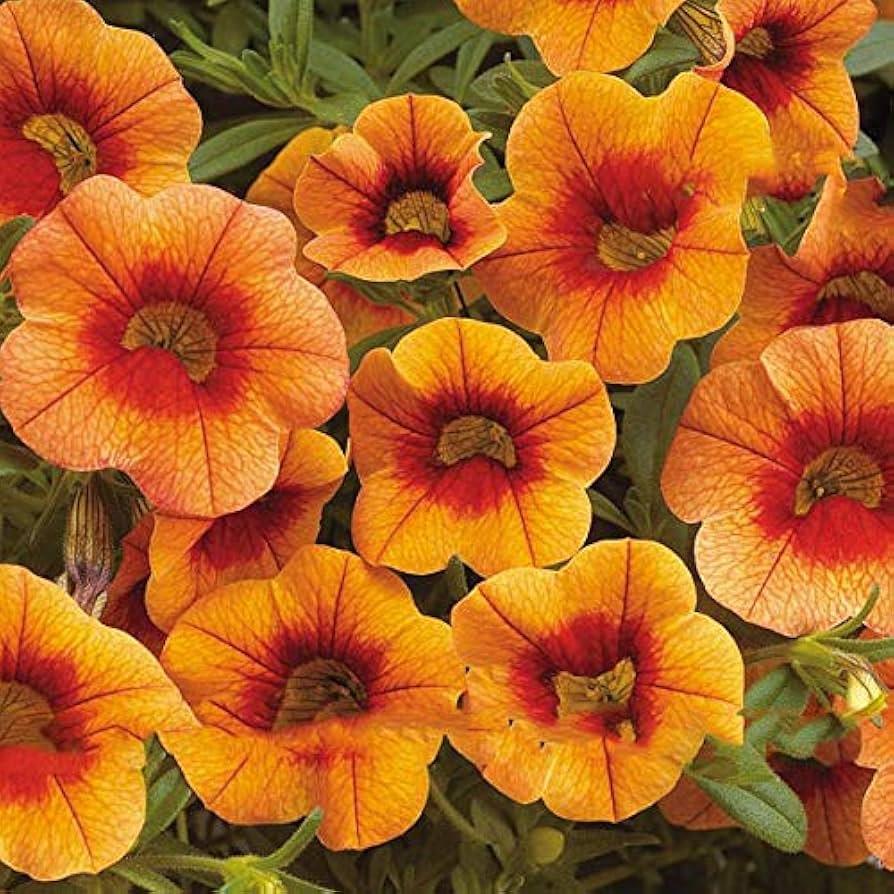 Apricot Punch Calibrachoa Organic Petunia Seeds valued for hanging Baskets