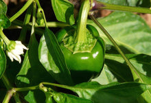 Pepper Seeds for productive rows in the Capsicum patch spice corner