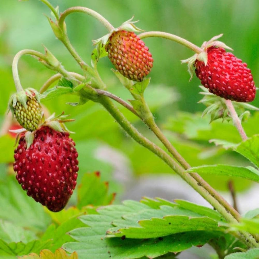 Wild (Strawberry Baron Solemacher Seeds – Small, Sweet Alpine Fruits for Ground Cover) for planting in garden