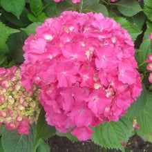 Pink Hydrangea Seeds for a lasting addition to the landscape