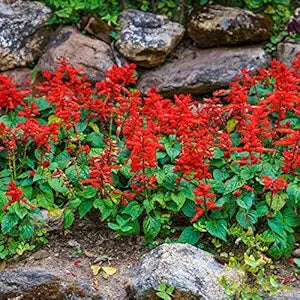 Salvia Salvia Coccinea Flower Seeds for Planting – Bright Blooms for Pollinator Gardens and Garden Borders