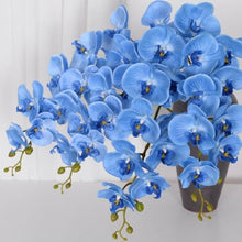 Blue Orchid Seeds for gardeners building out beds and borders