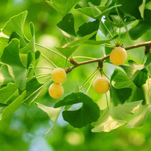 Ginkgo biloba Yellow Flower Tree Seeds