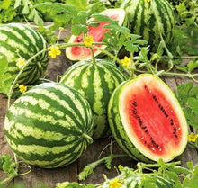 Organic Crimson Sweet Anguria Seeds for a productive addition to the vegetable patch