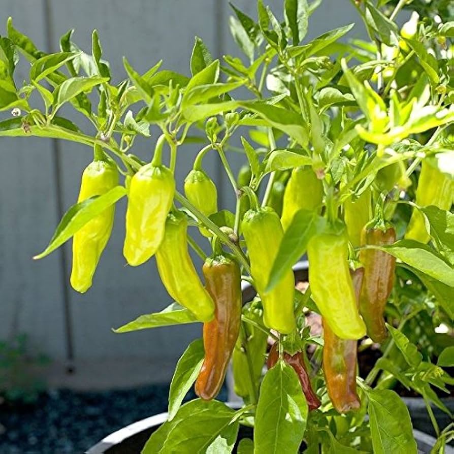 White (Celery Apium graveolens vegetable) for planting in garden