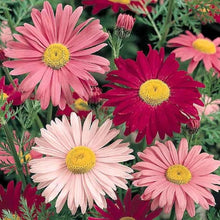 Daisy Seeds (Bellis perennis) for a lasting display in the Flower Bed & Garden