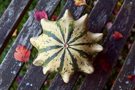 Fairytale Pumpkin Cucurbita pepo for planting in garden