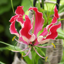 Lily Lilium Brownii Garland Flame Seeds for growers filling out the Ornamental Home Flower Beds